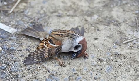 麻雀死掉號碼